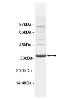 Eurofins DiscoverX Txk Protein, Active 250 &mu;g | Buy Online | Eurofins DiscoverX | Fisher Scientific
